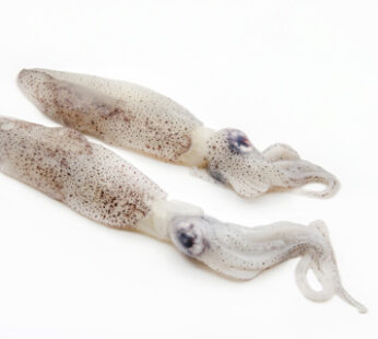 CHIPIRON ENTERO EN BLOQUE 7/10 – 10 KG*