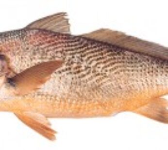 CORVINA RUBIA FILET O ENTERA