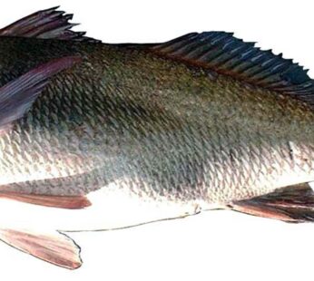 CORVINA NEGRA FRESCA FILET O ENTERA