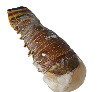 LANGOSTA ENTERA COMUN DEL CARIBE – 575/1100 GRS