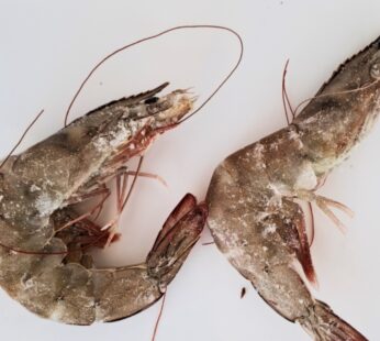 LANGOSTINO ENTERO VANNAMEI 20/30 – 2 KG