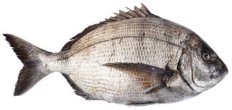 FILET DE SARGO O ENTERO FRESO 1KG